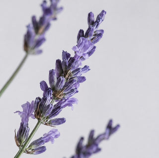 Lavanda